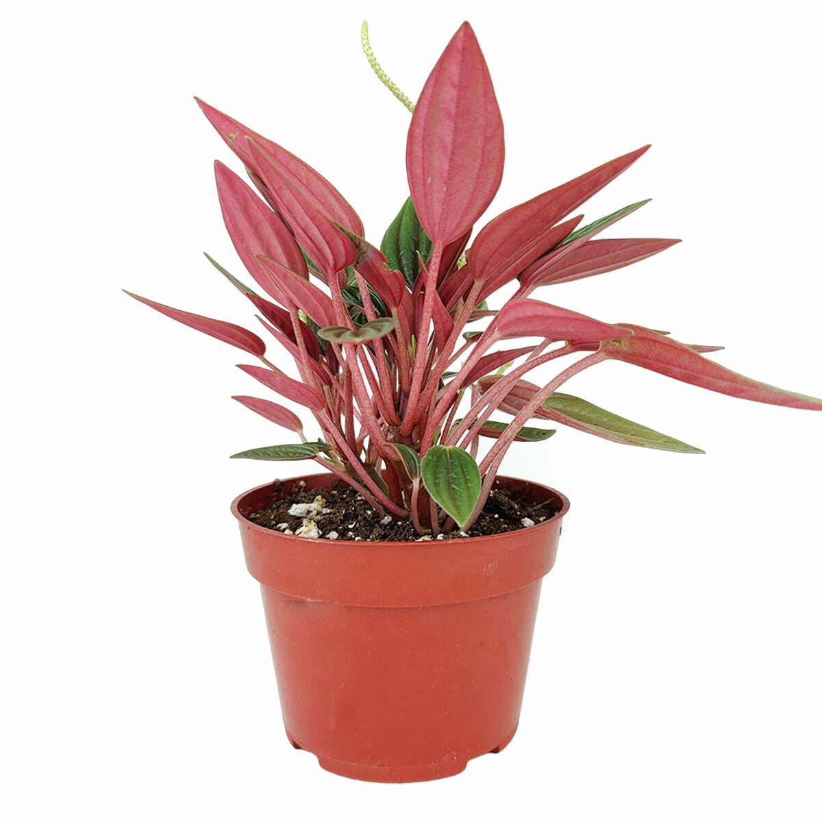 Peperomia Rosso, live Peperomia caperata Rosso for sale, Peperomia plant, live colorful foliage houseplant, Emerald Ripple Raditator Plant, buy live peperomia plant online