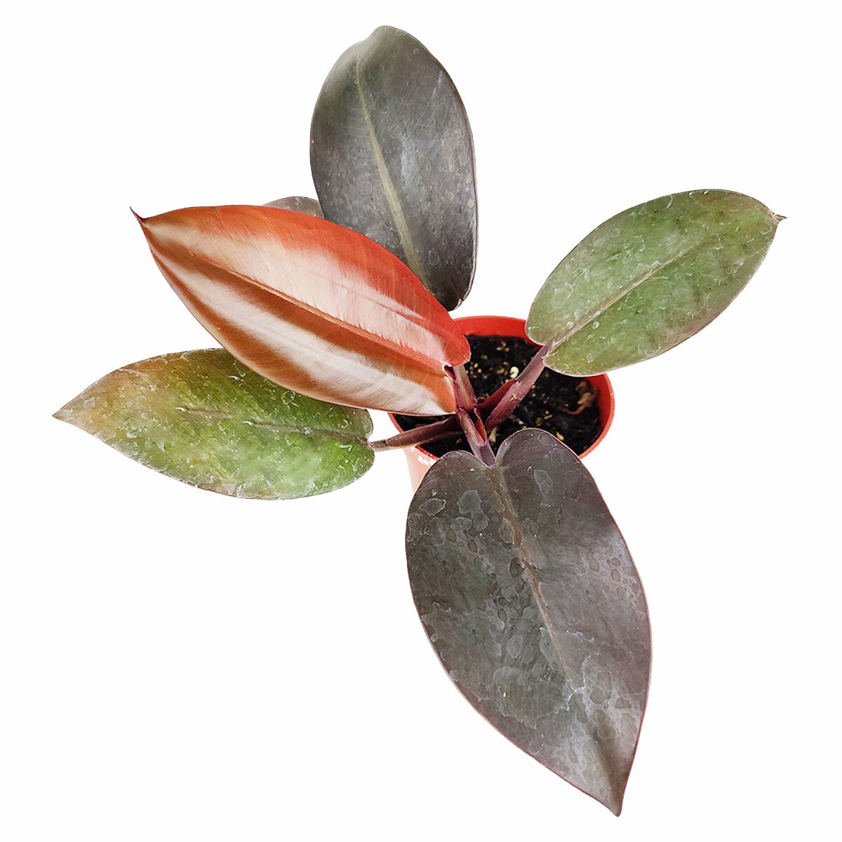 Philodendron Congo Roji, colorful foliage houseplant for home office, air purifying houseplant, live indoor plant for sale