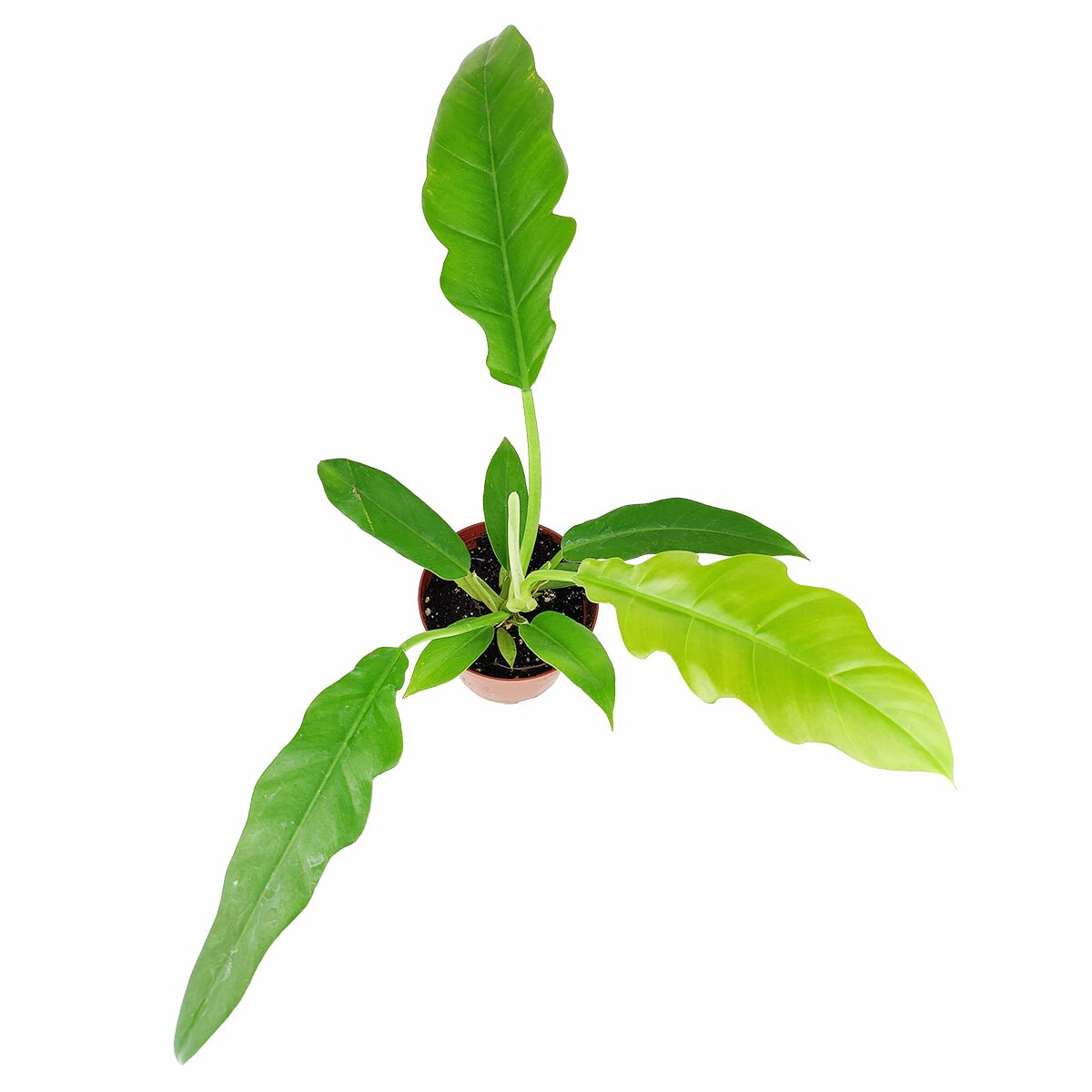 philodendron tiger tooth plant Philodendron Jungle Boogie - Philodendron Tiger Tooth Care Guide