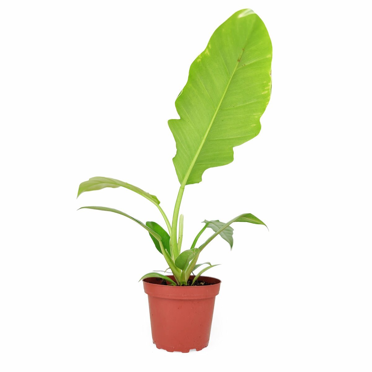 Philodendron Jungle Boogie, Philodendron Tiger Tooth, live philodendron narrow plant for sale, easy to care houseplant for beginners, medium to bright light houseplant, buy live jungle boogie online