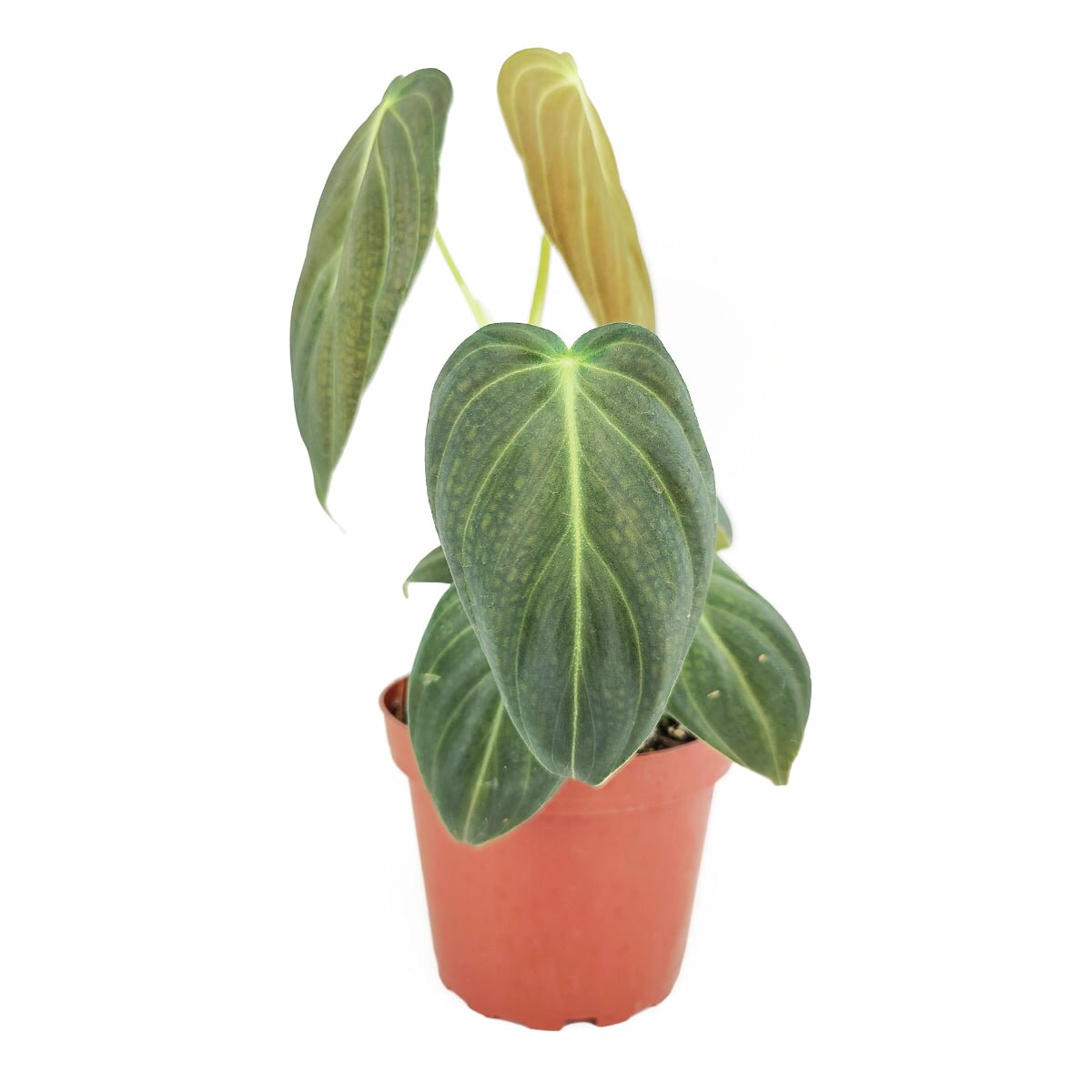paper gold black philodendron price Philodendron Melanochrysum - Rare Black Gold Philodendron Care Guide