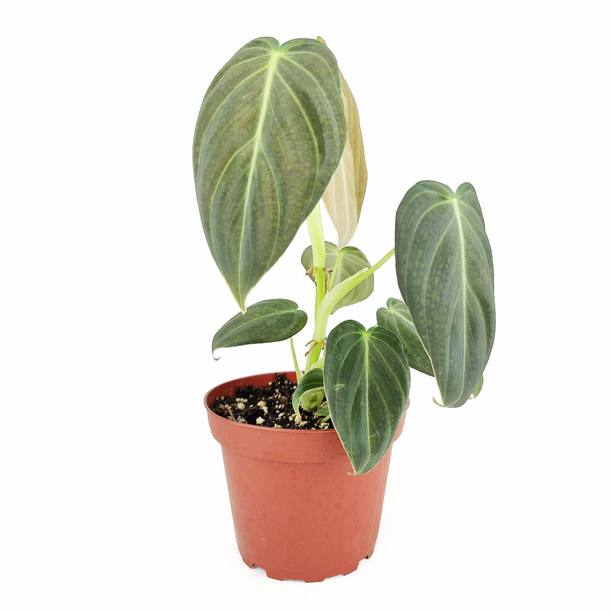 Philodendron Melanochrysum, Philodendron Black Gold, rare houseplant for sale, buy rare philodendron online, trailing and climbing houseplant, buy indoor plant online, medium to bright light houseplant