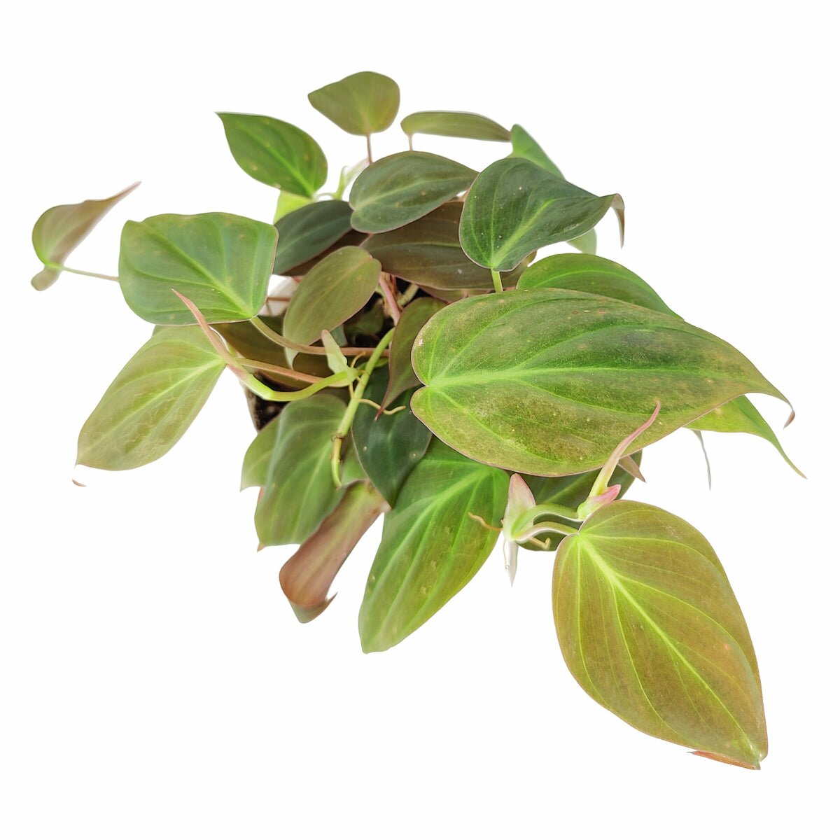 philodendron with velvet leaves Philodendron Micans - Velvet Leaf Philodendron Care Guide