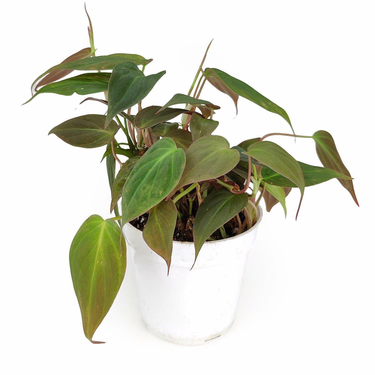 philodendron micans plant Philodendron Micans - Velvet Leaf Philodendron Care Guide