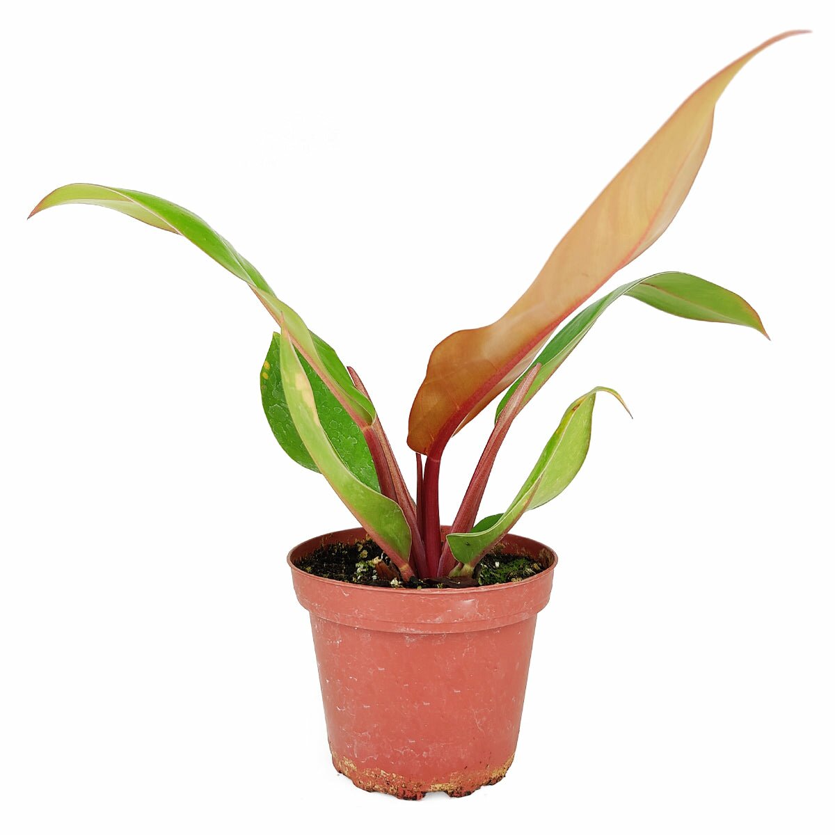 mature philodendron prince of orange Philodendron Prince of Orange - Colorful Houseplant for Home Office