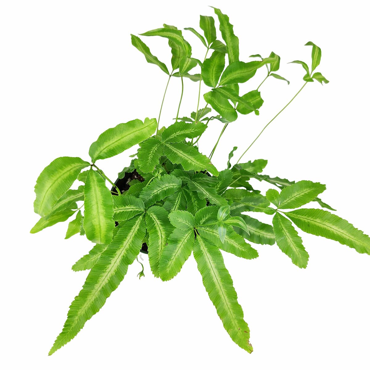 Pteris Albo Fern, Silver Ribbon Fern, live fern for sale, air purifying houseplant, pet friendly houseplant, live indoor plant for sale