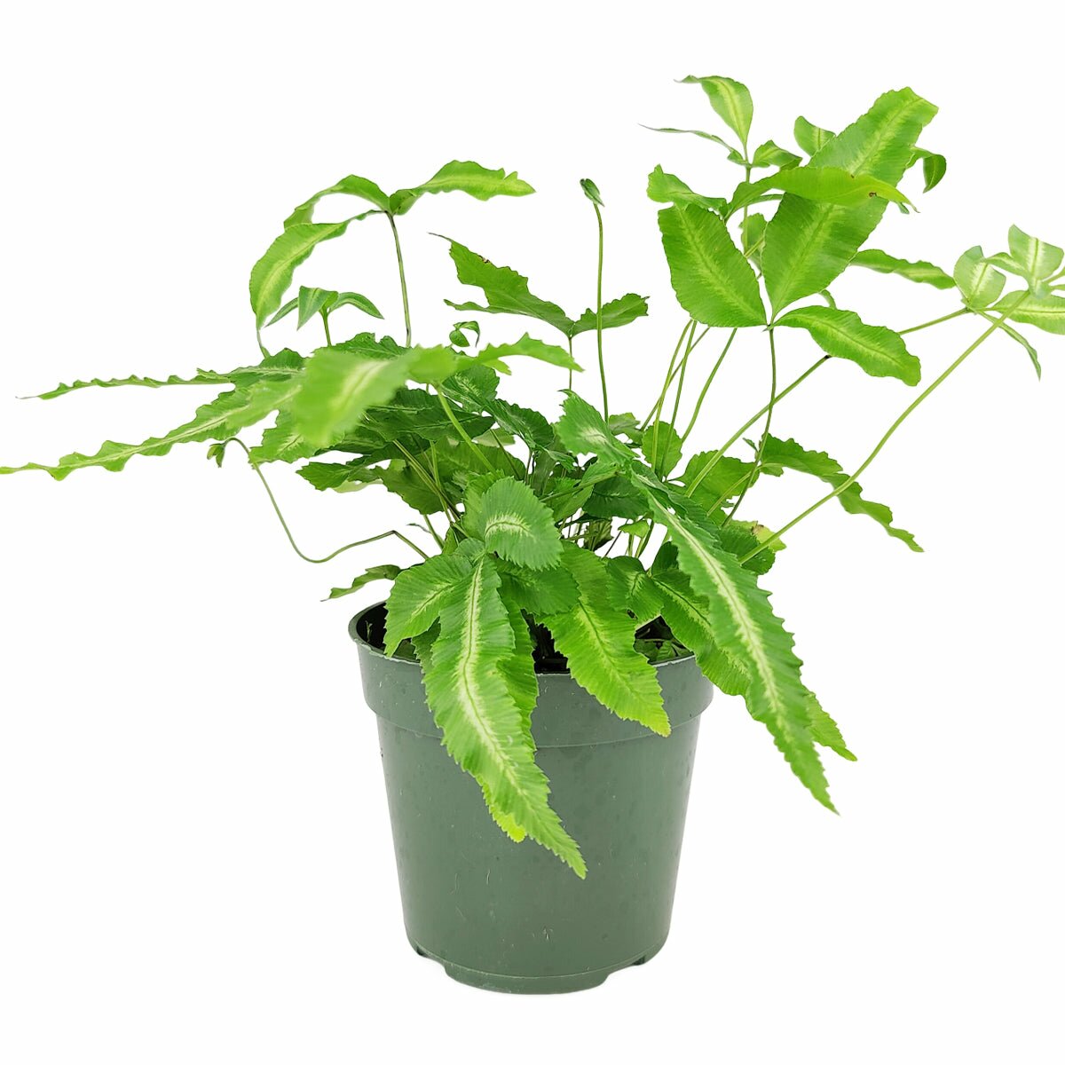 Pteris Albo Fern, Silver Ribbon Fern, live fern for sale, air purifying houseplant, pet friendly houseplant, live indoor plant for sale