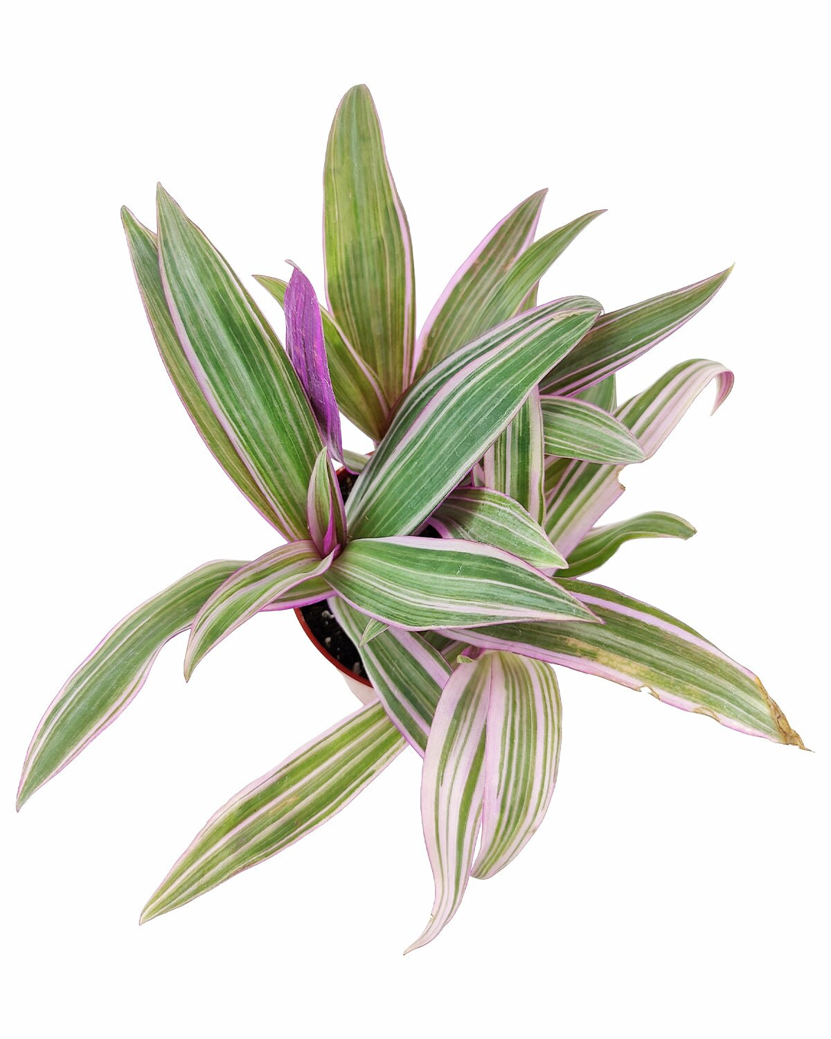 rhoeo plant indoor or outdoor Rhoeo Tricolor 'Moses In The Cradle' - Rhoeo spathacea for Home Office