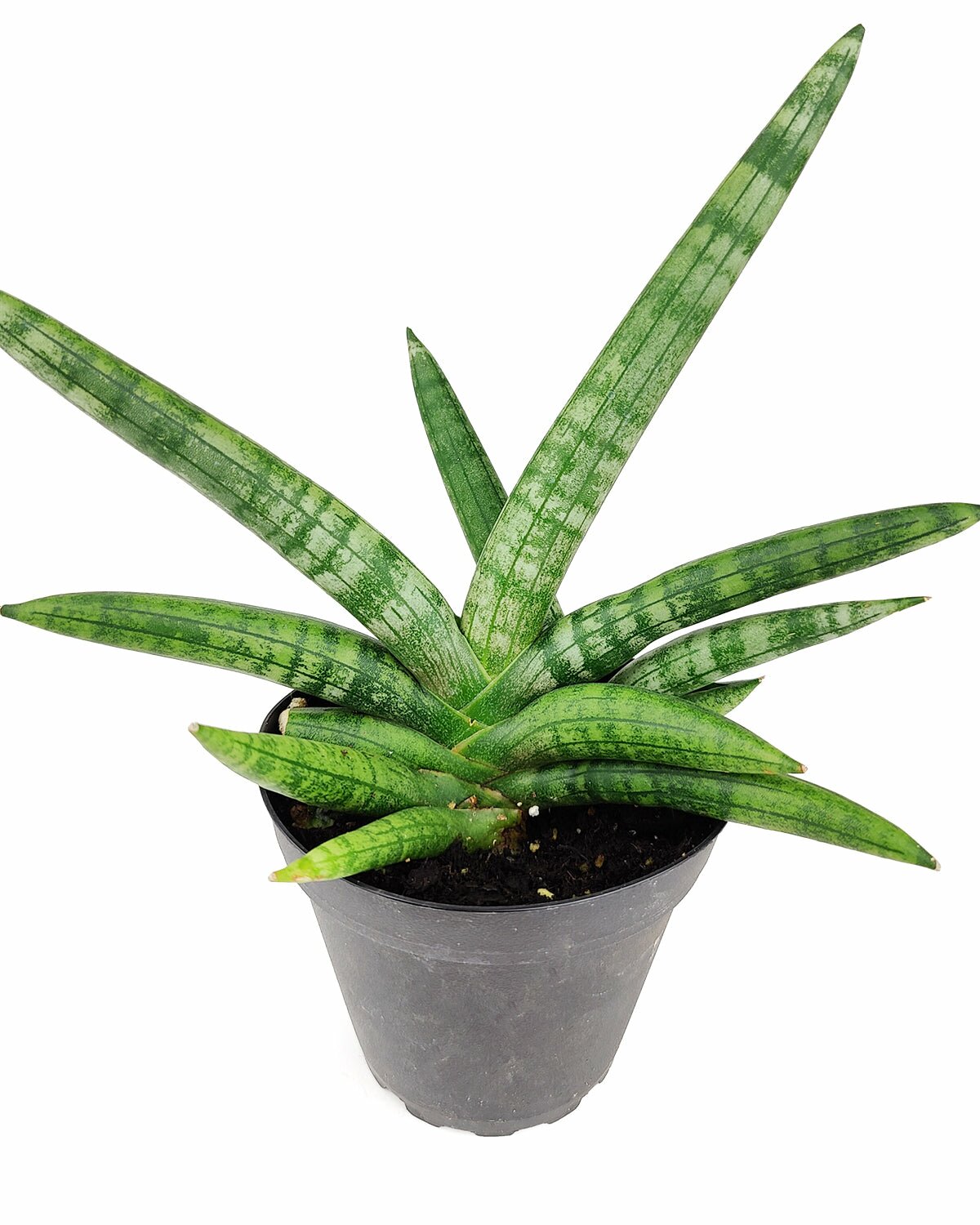 Sansevieria Starfish, live snake plant for sale, Sansevieria boncel starfish, air purifying houseplant for home office, low light houseplant