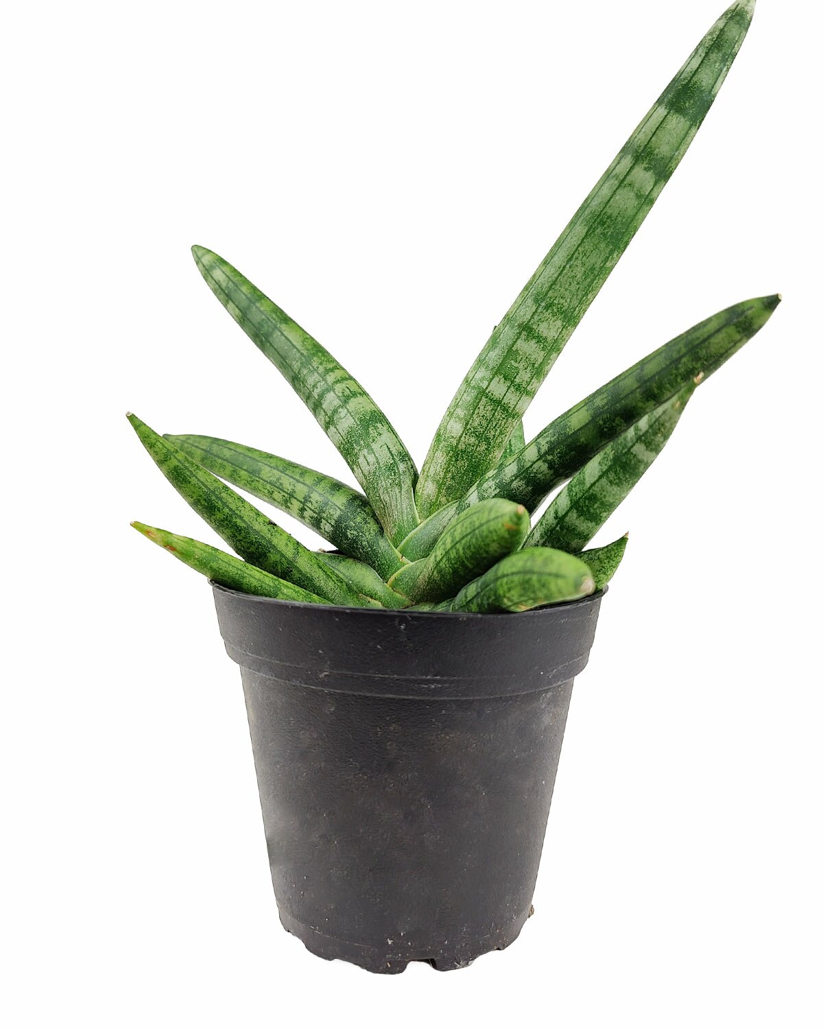 Sansevieria Starfish, live snake plant for sale, Sansevieria boncel starfish, air purifying houseplant for home office, low light houseplant