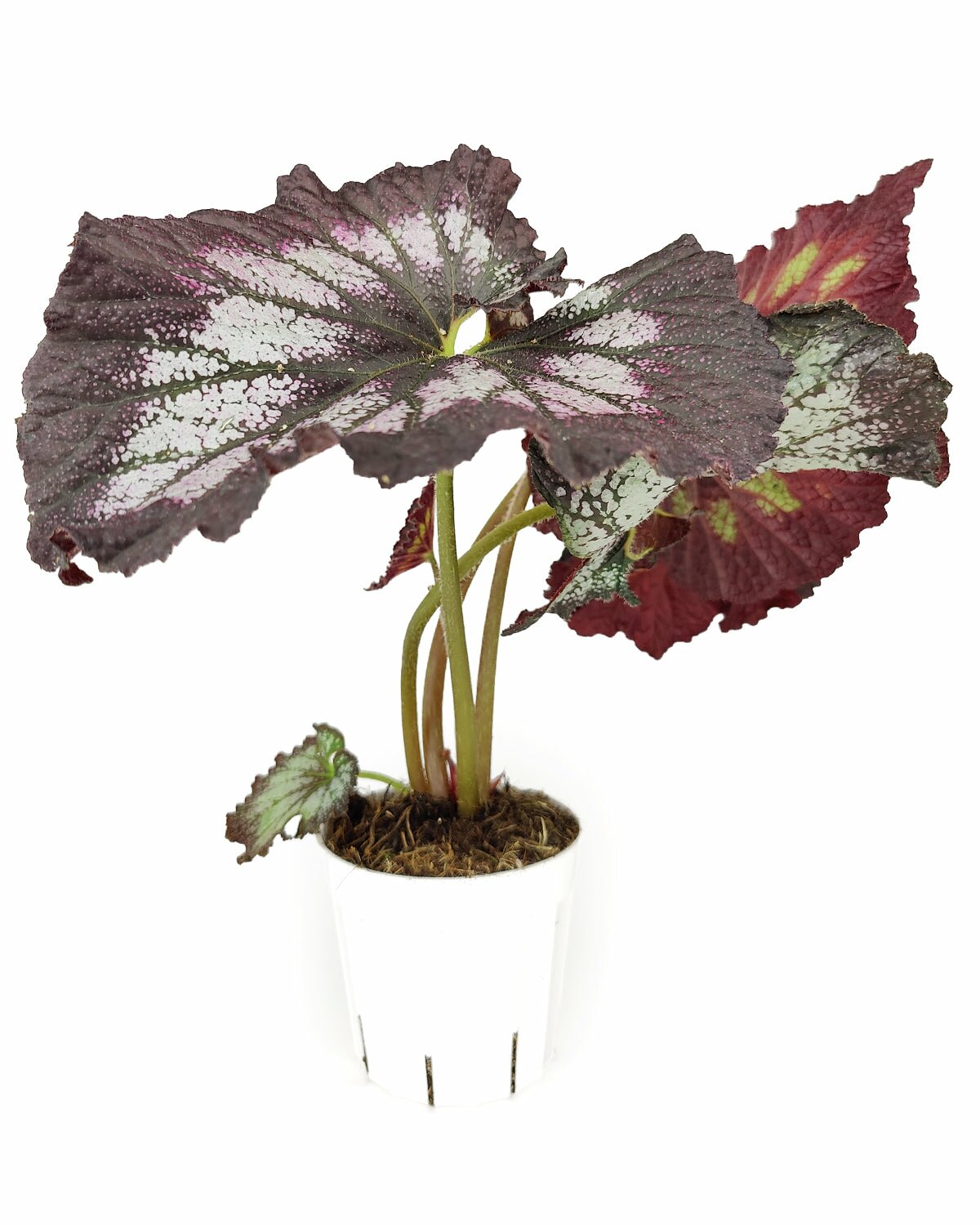 colorful foliage houseplant, easy to care houseplant for beginners, Begonia rex Silver Swirl, buy Silver Swirl Rex Begonia online, Rex Begonia plant, Begonia jurassic Silver Swirl