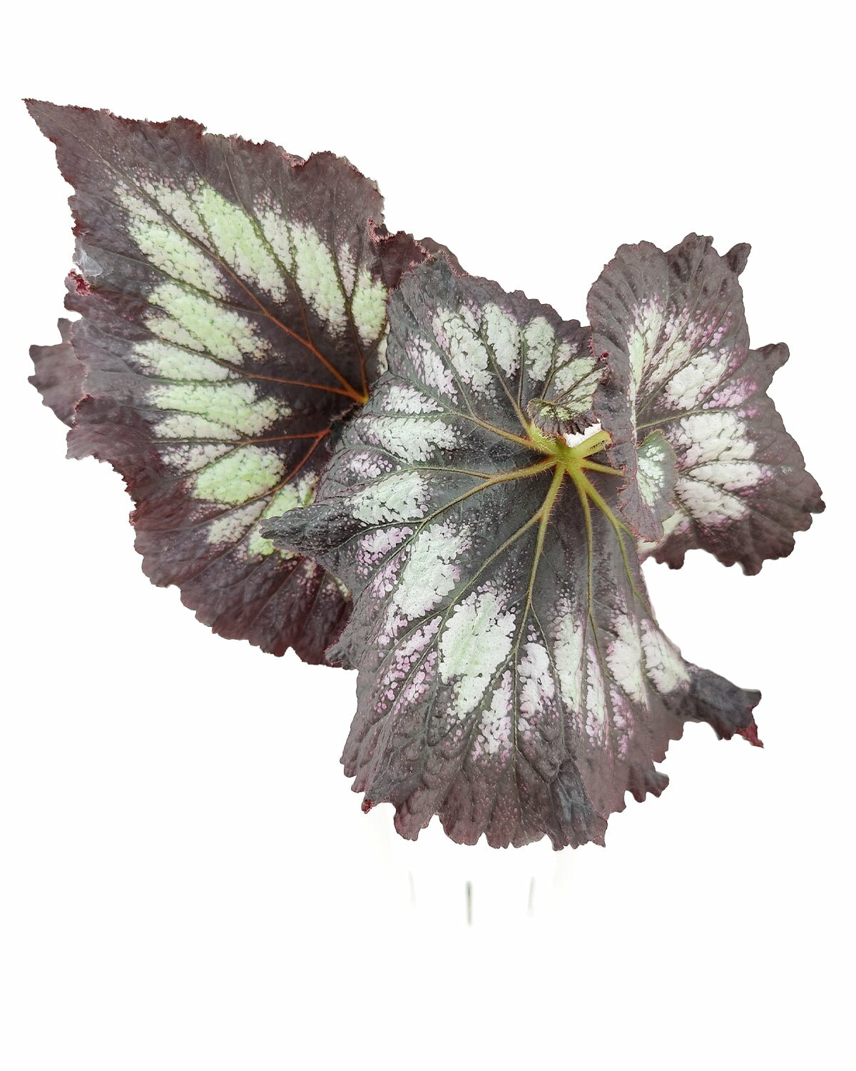 colorful foliage houseplant, easy to care houseplant for beginners, Begonia rex Silver Swirl, buy Silver Swirl Rex Begonia online, Rex Begonia plant, Begonia jurassic Silver Swirl