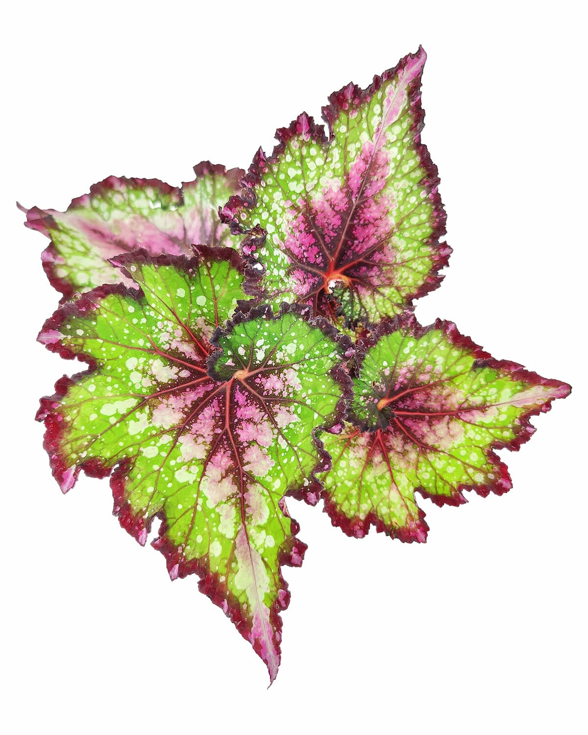 colorful foliage houseplant, Watermelon Rex Begonia for sale, buy Begonia plants online, easy to care houseplant for beginner, live houseplant for sale, Jurassic Watermelon Rex Begonia