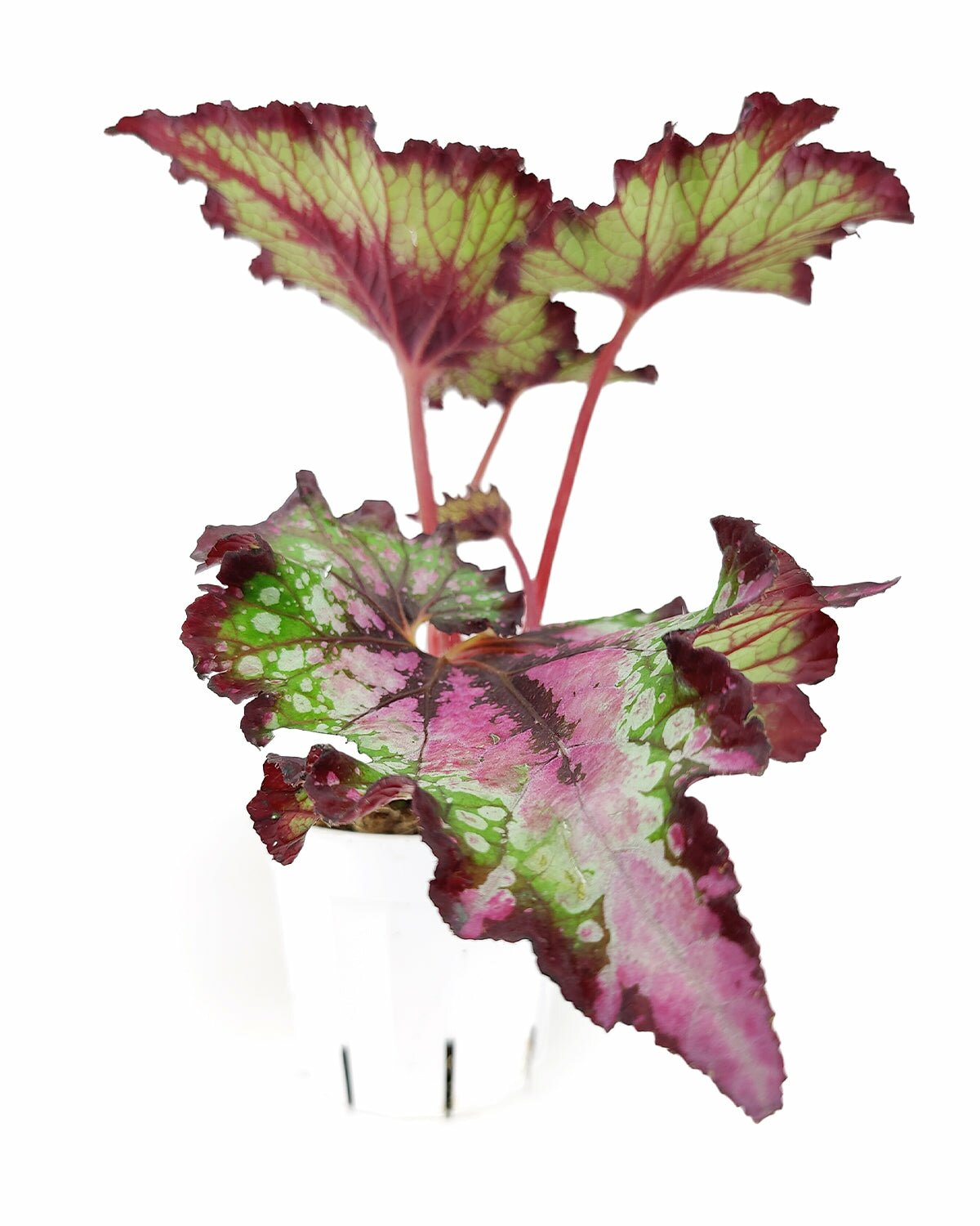 colorful foliage houseplant, Watermelon Rex Begonia for sale, buy Begonia plants online, easy to care houseplant for beginner, live houseplant for sale, Jurassic Watermelon Rex Begonia