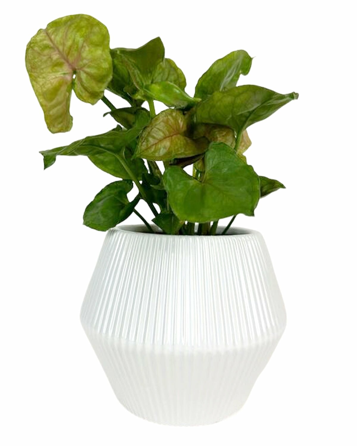 white ceramic pot for sale, 6 inch white pot for houseplants, Geometric Striped Ceramic Planter