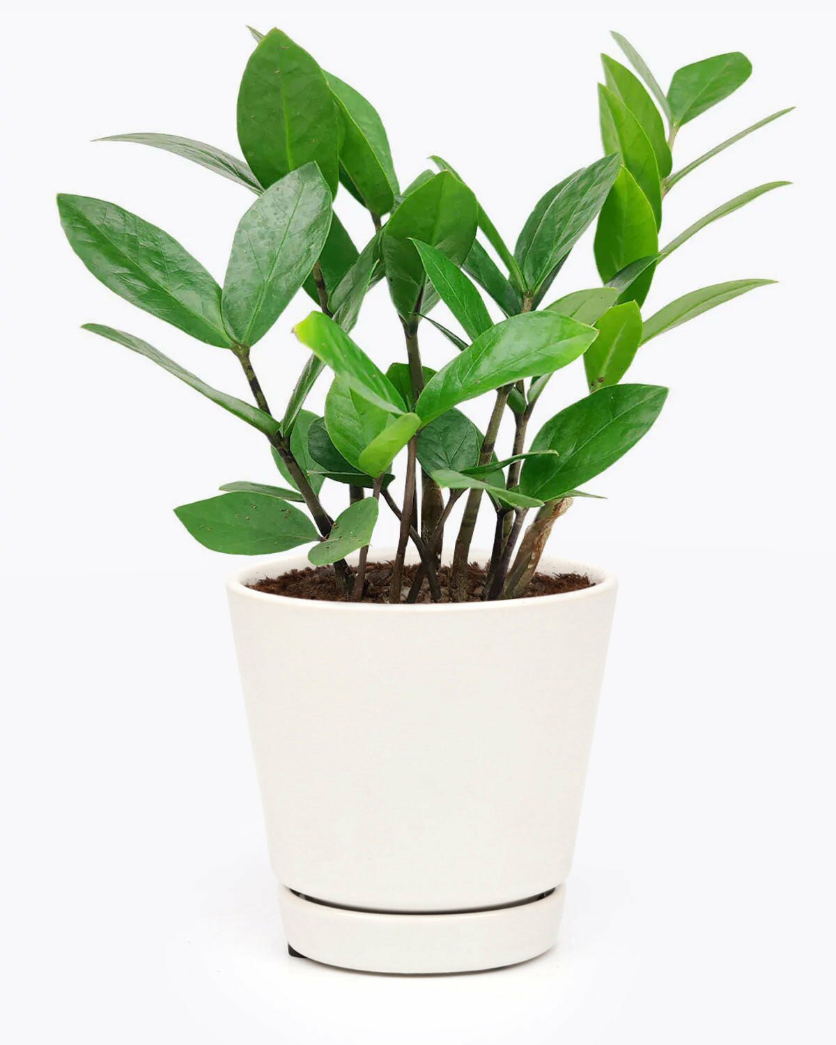 Zamioculcas Zamiifolia, ZZ Plant, low light houseplant, easy to care houseplant for beginner, buy ZZ plant online, ZZ plant for sale, air purifying houseplant, best houseplant for home office decoration, 4 inch houseplant for sale