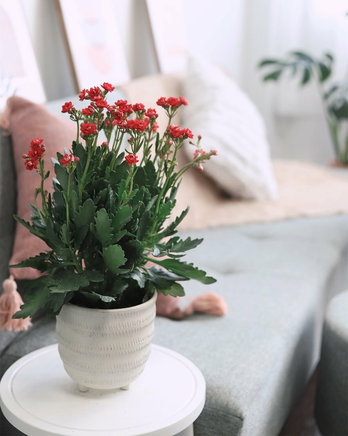 house plants with tiny red flowers Kalanchoe blossfeldiana Calandiva Red - Best Indoor Plant to Grow