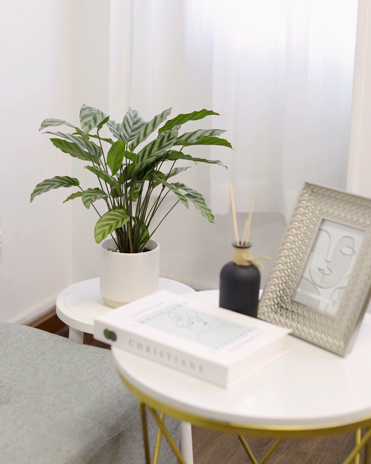 Calathea Setosa in 6 inch plant pot, Calathea Setosa in large plant pot for sale, Calathea Setosa in white ceramic plant with saucer