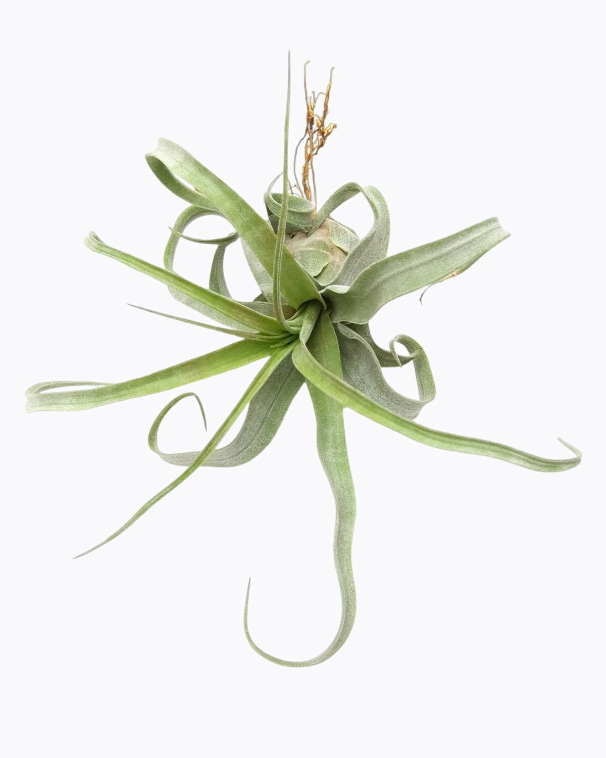 tillandsia air plants for sale Tillandsia Streptophylla Air Plant - Buy Tillandsia Air Plant Online