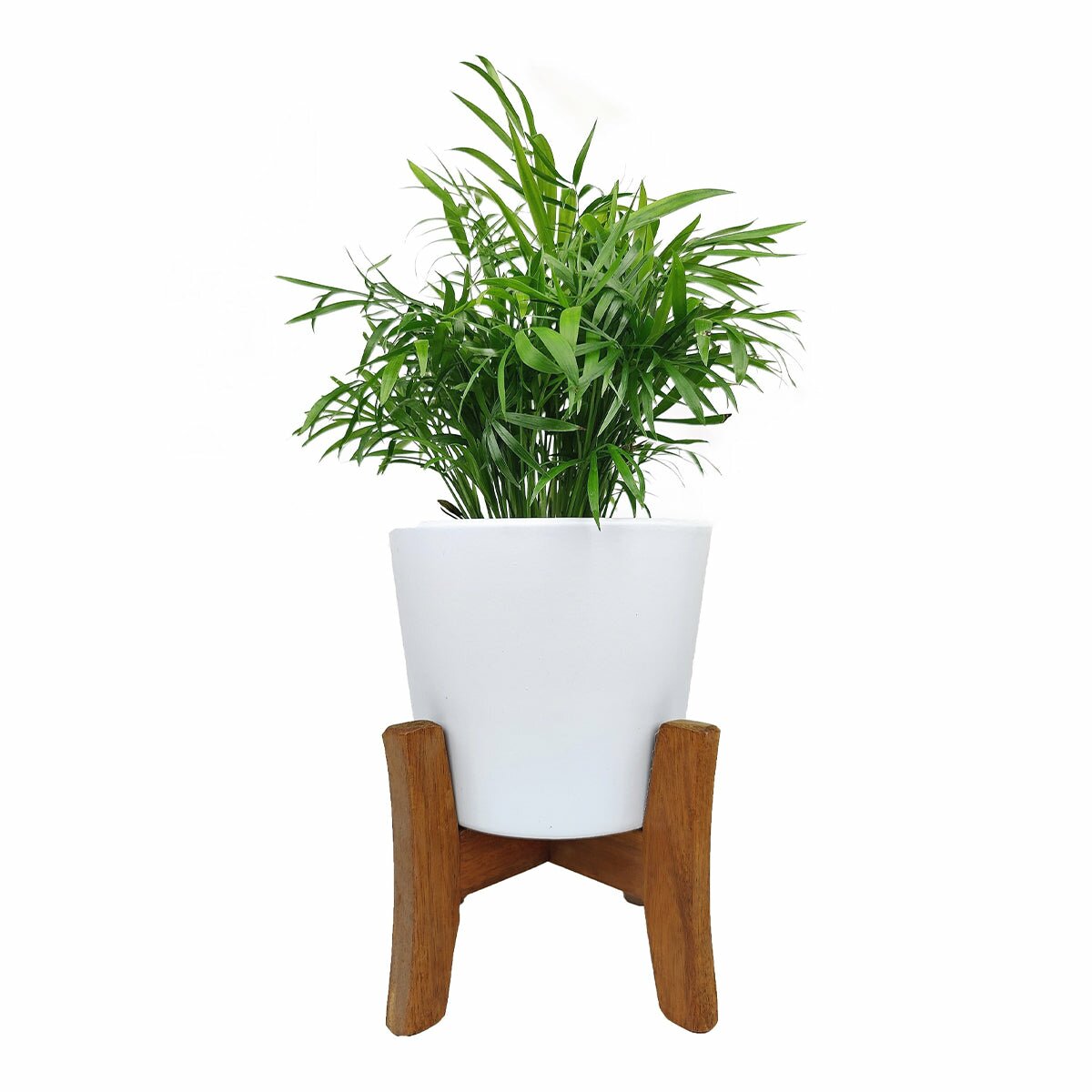 White Ceramic Planter with Wooden Stand, Image of a parlor palm plant in a white pot, Potted Chamaedorea elegans palm plant on a wooden stand, Green and yellow palm plant in a white pot