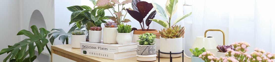 banner fair best plant friend