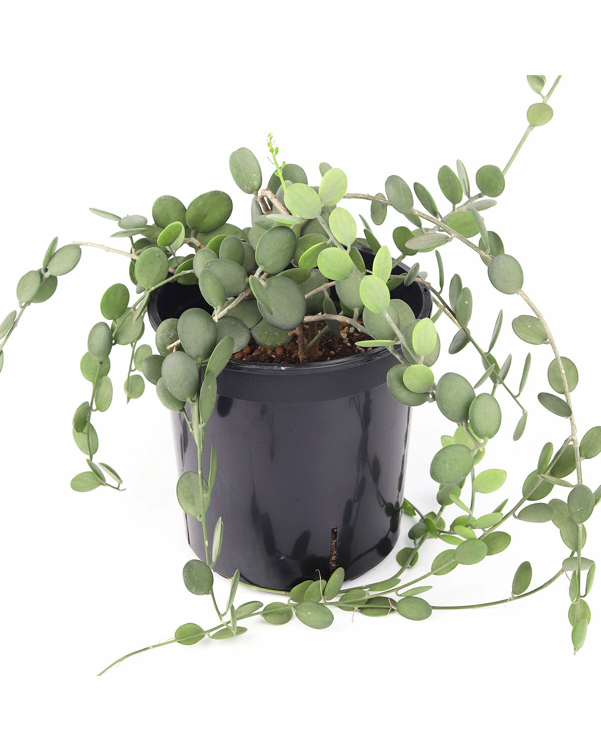 silver dollar succulent vine Xerosicyos danguyi (Silver Dollar Vine) - Rare Trailing Houseplant