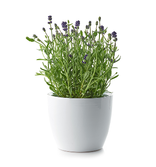 Lavender Holiday Tree, Aromatic Holiday Tree, Christmas Shaped Houseplants, Christmas Tree Gift Ideas