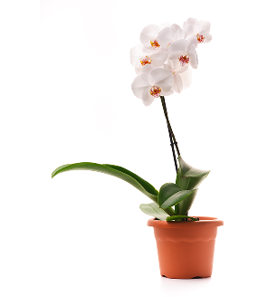 orchid plants, orchid pot, orchid, orchid flowers, orchid pots with holes, live orchid plants, phalaenopsis orchid, white orchid flowers
