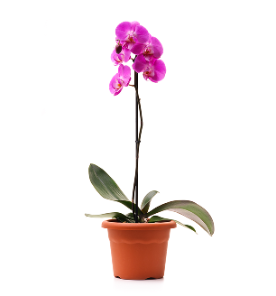 orchid plants, orchid pot, orchid, orchid flowers, orchid pots with holes, live orchid plants, phalaenopsis orchid, purple orchid flowers