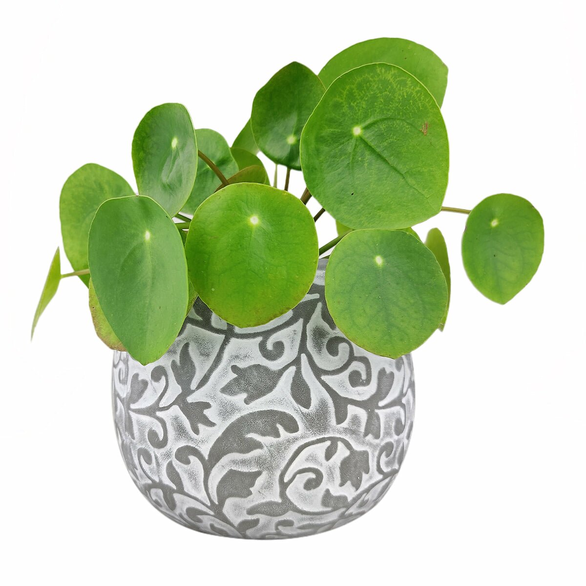 6 inch Hayden Ceramic Planter, Carved Pattern Planter, Ceramic Planter