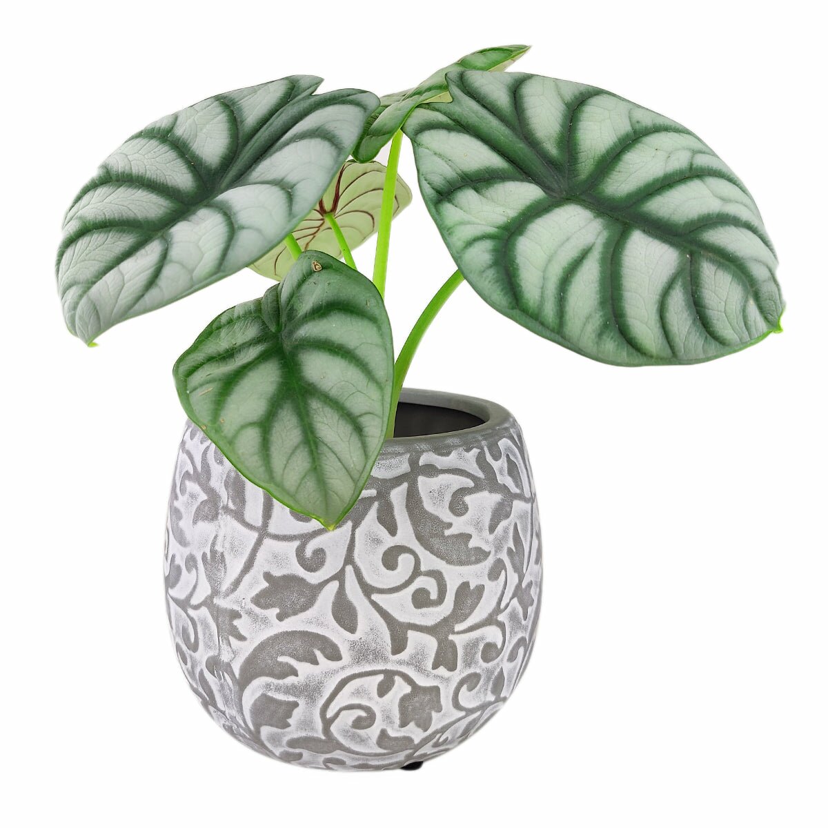 Buy Wholesale China Flower Pots, 5 Pack 6 Inch Plastic Plant Pots