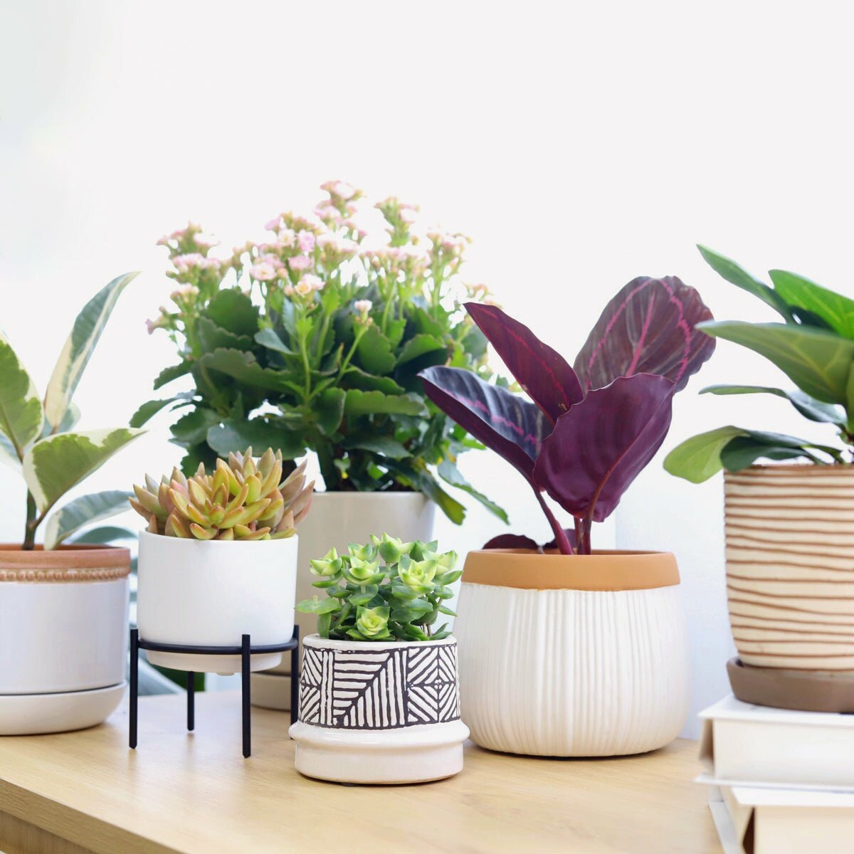 banner houseplants and succulents