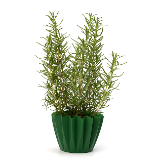 Rosemary Holiday Tree, Aromatic Holiday Tree, Christmas Shaped Houseplants, Christmas Tree Gift Ideas