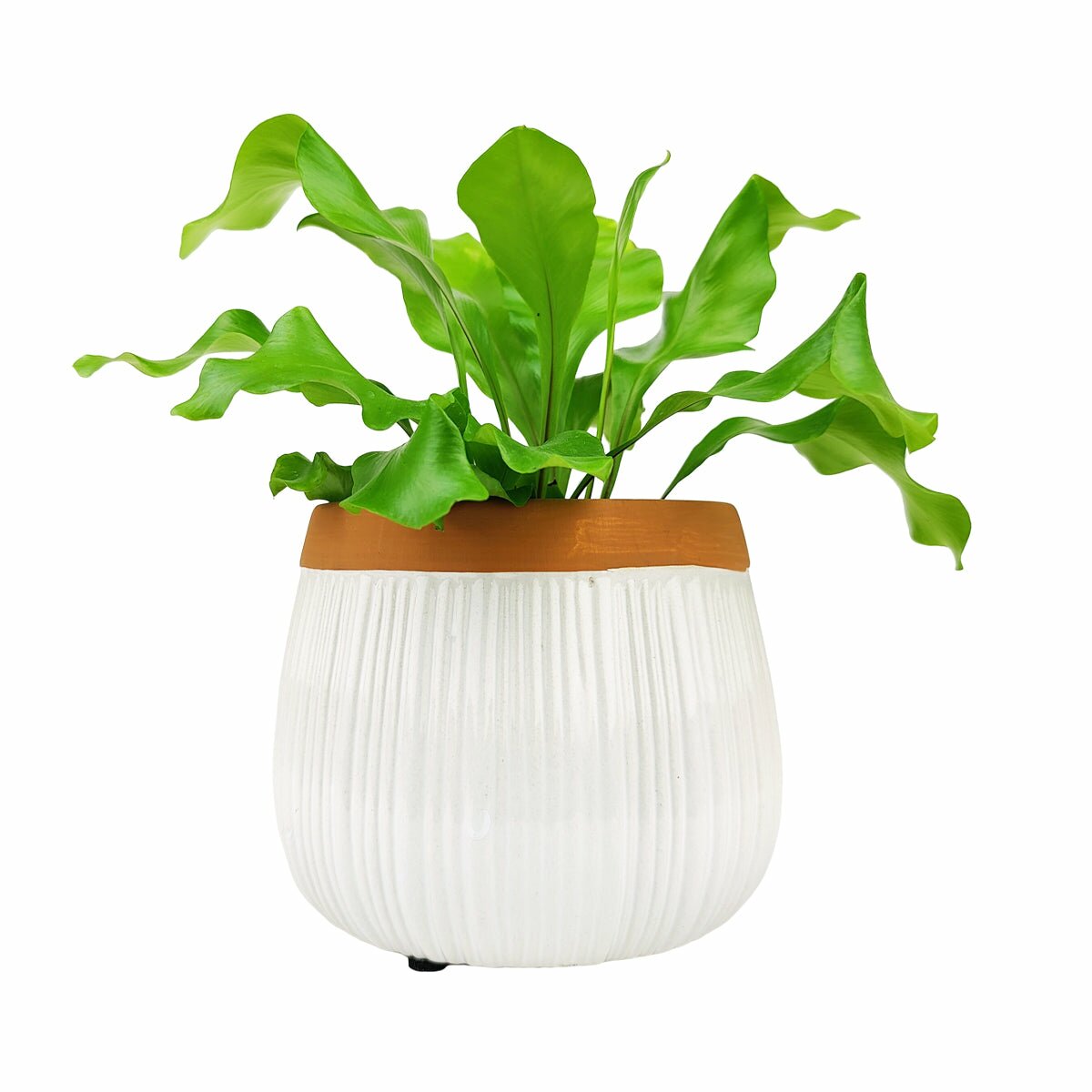 ceramic flower pots with drainage 6 inch White Glazed Striped Ceramic Planter with Terracotta Rim