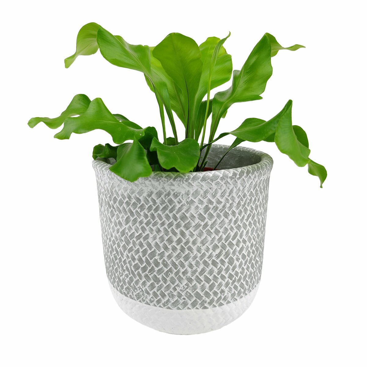 cement plant pots for sale 6 inch Reed Grey Round Cement Planter - Concrete Houseplant Pot