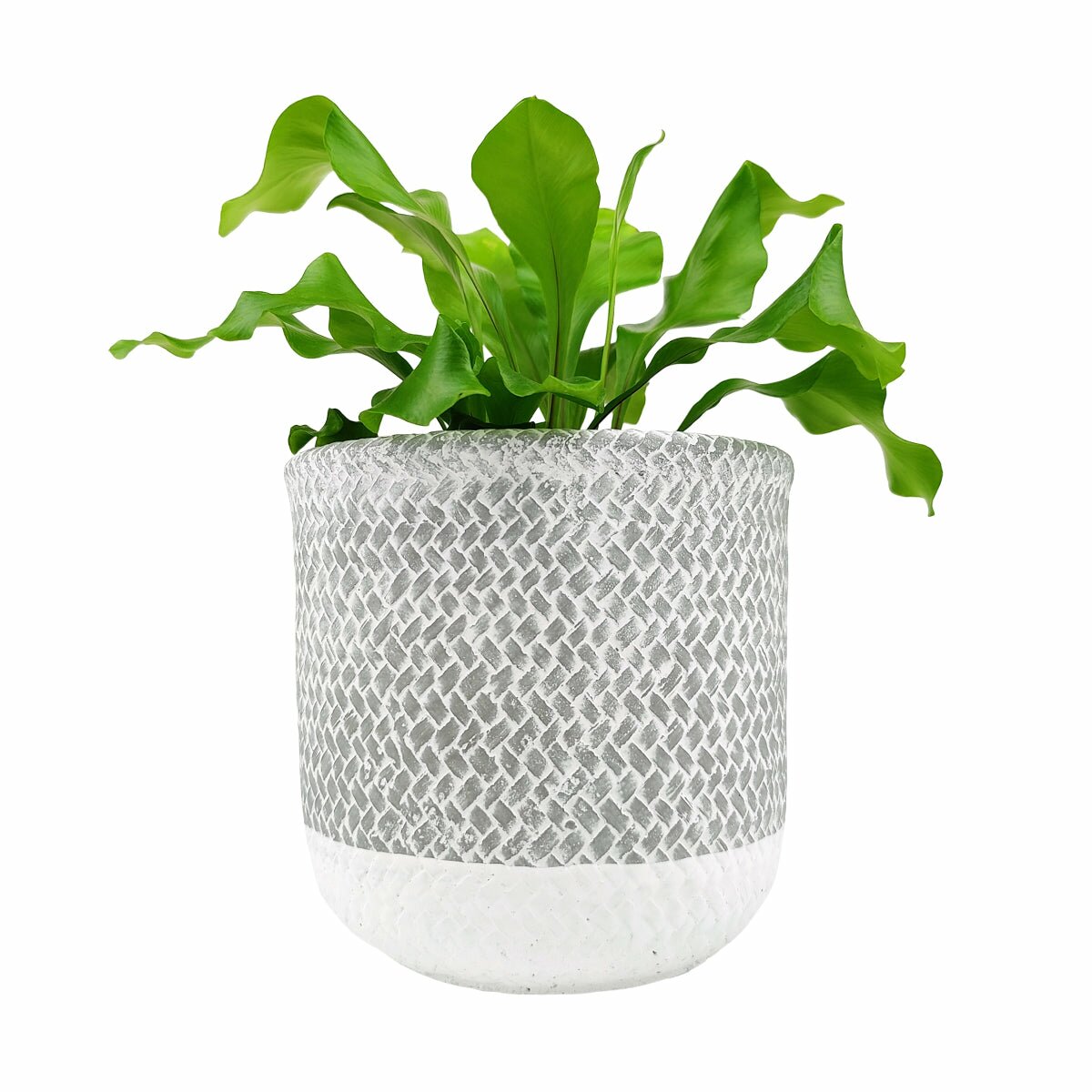 large grey plant pots indoor 6 inch Reed Grey Round Cement Planter - Concrete Houseplant Pot