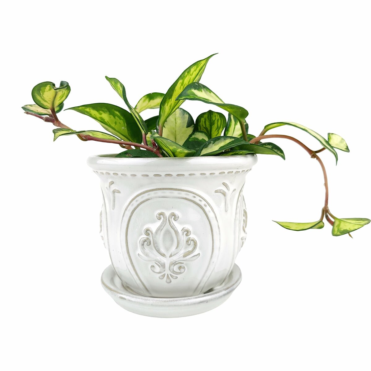6 inch indoor plant pot 6 inch White Classical Ornate Ceramic Planter - Trendy Design Planter