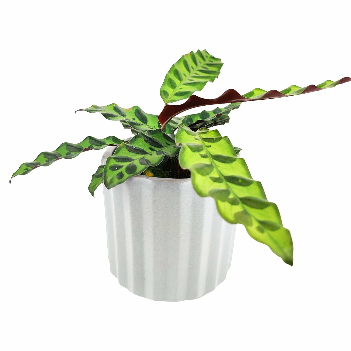 5&quot; Glazed White Vertical Ribbed Ceramic Succulent Flower Pot Planter, 5&quot; Vertical Ridge Pattern Round Ceramic Flower Pot for Home Office Decor