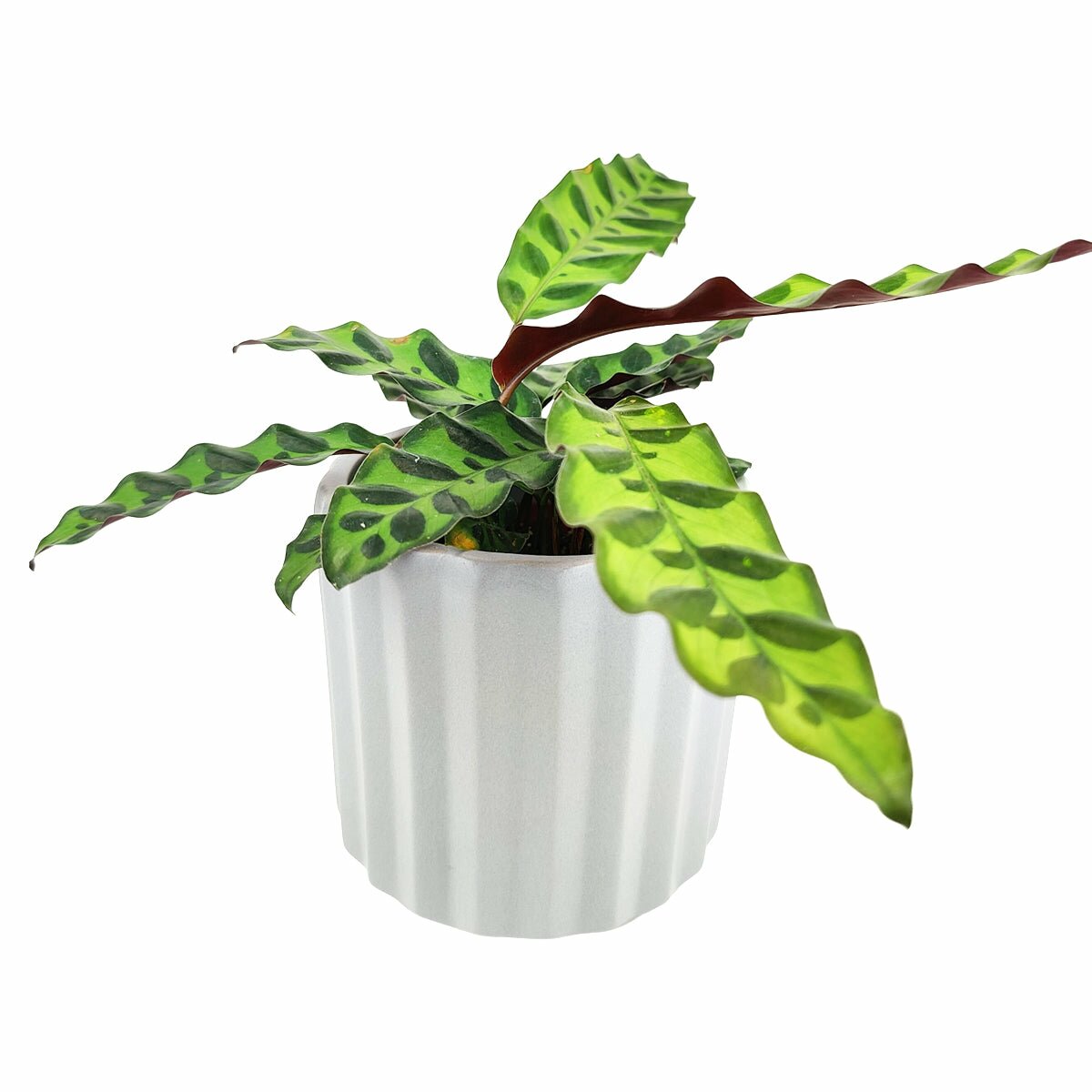 5 inch Glazed Ceramic Planter with Drainage Hole for Succulent and Houseplant, 5" White Vertical Stripes Ceramic Cylinder Houseplant Pot, Decorative Ceramic Flower Pot 5 inch Size, 5" Glazed White Vertical Ribbed Ceramic Succulent Flower Pot Planter, 5" Vertical Ridge Pattern Round Ceramic Flower Pot for Home Office Decor