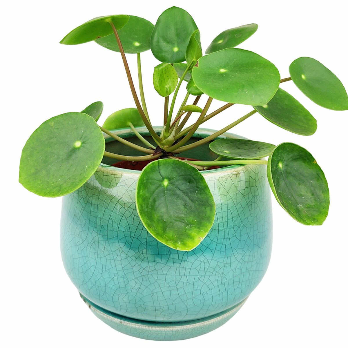 6 inch Aqua Blue Geo Ceramic Planter & Attached Saucer for sale, Buy Houseplant Pot Online, 6 inch ceramic pot for succulents and flowers