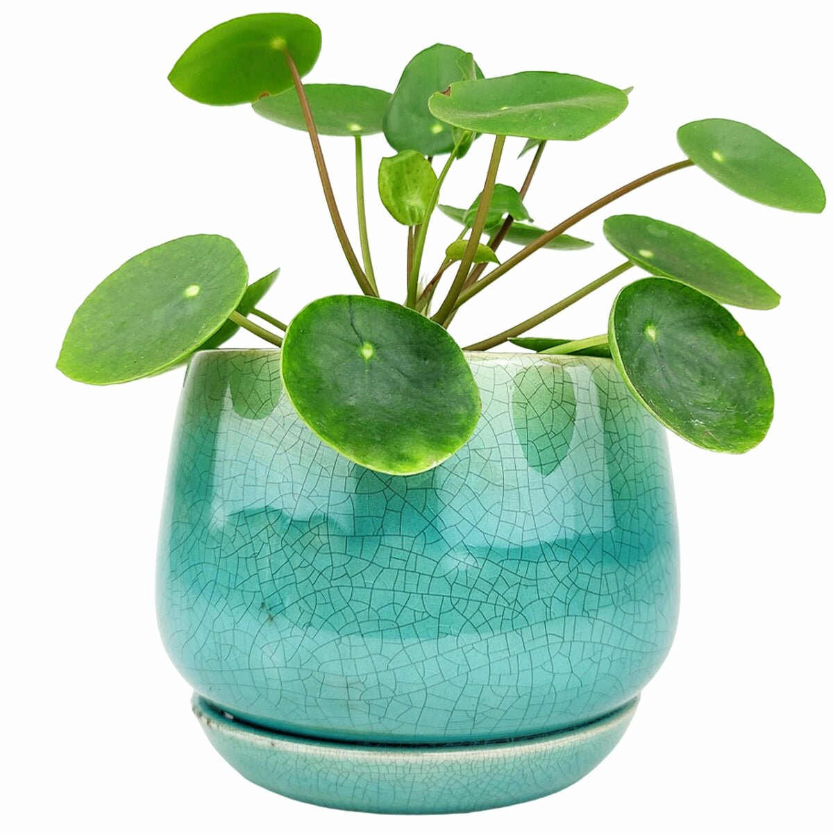 6 inch Aqua Blue Geo Ceramic Planter & Attached Saucer for sale, Buy Houseplant Pot Online, 6 inch ceramic pot for succulents and flowers