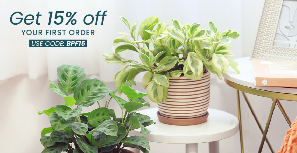Best Plant Friend offer 15% off your first order with code BPF15