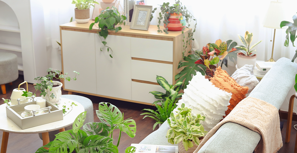 Best Plant Friend banner, houseplants online store