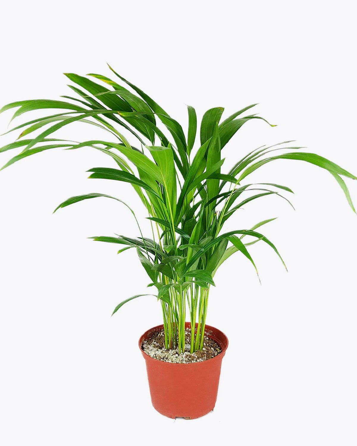 6 inch Areca Palm for sale, Areca Palm buy online, areca palm care guide, easy to care houseplant
