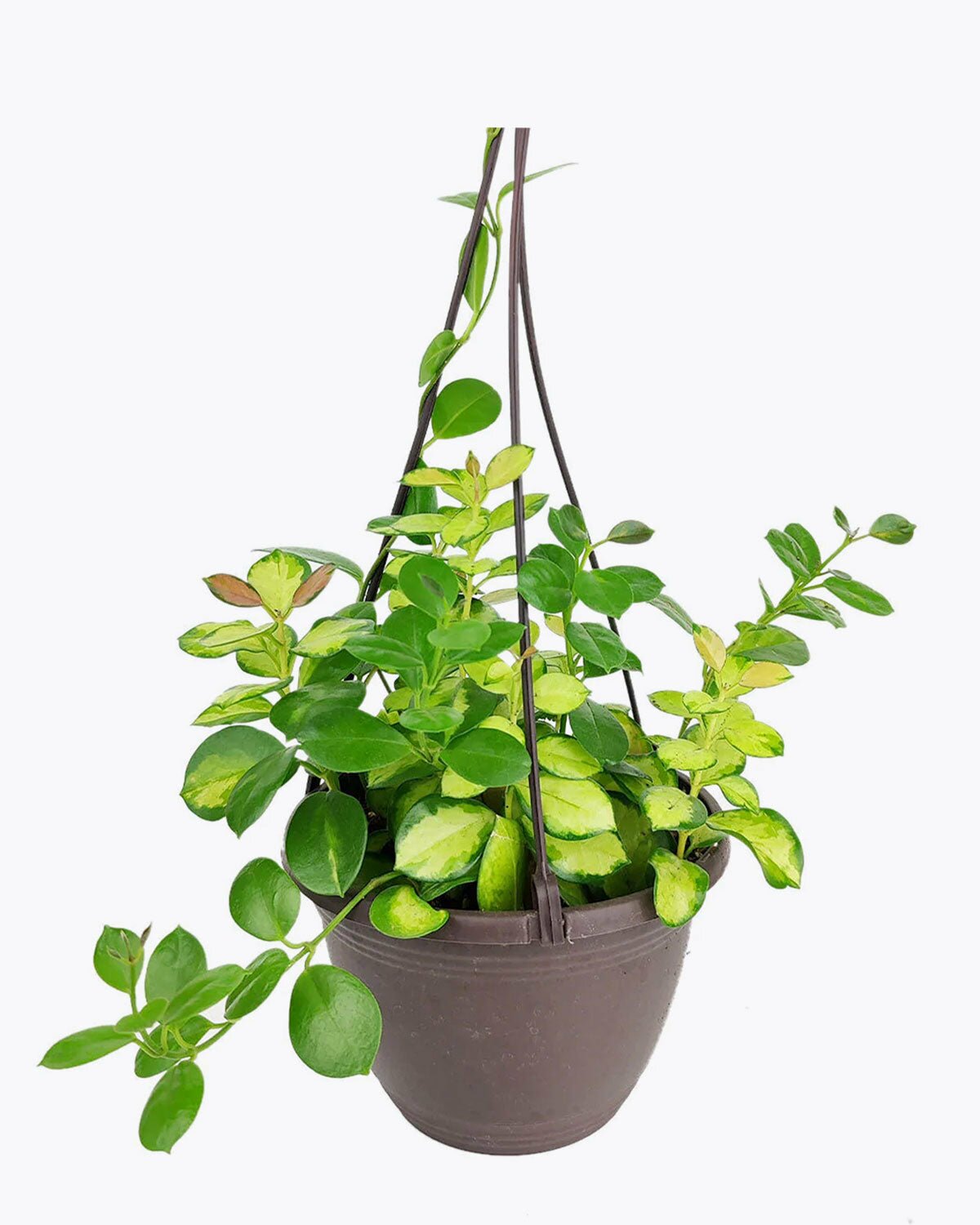 Hoya Australis Lisa, trailing houseplant, houseplant for home office decoration, easy to care houseplant, hoya care guide