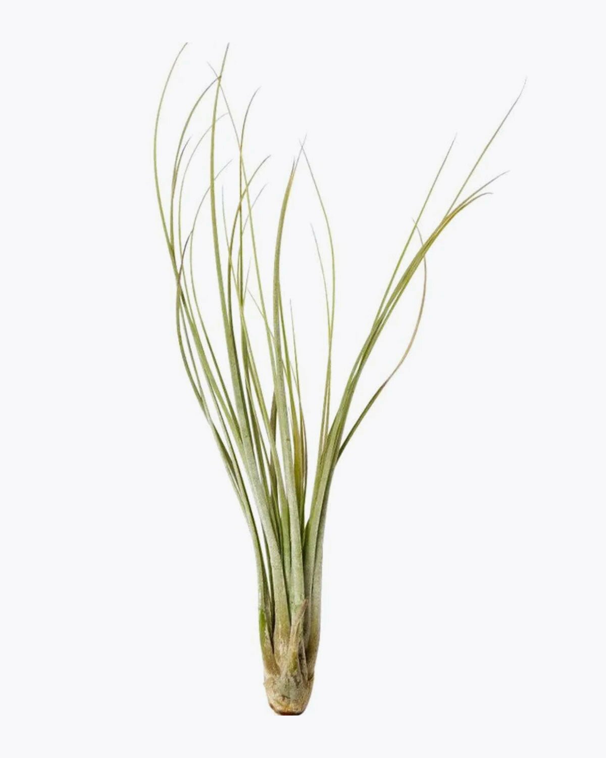 Tillandsia Juncea air plant for sale, How to plant Tillandsia Juncea air plant, How to care for Tillandsia Juncea air plant, Air plants subscription box monthly, Air plants gift ideas, live air plants for sale