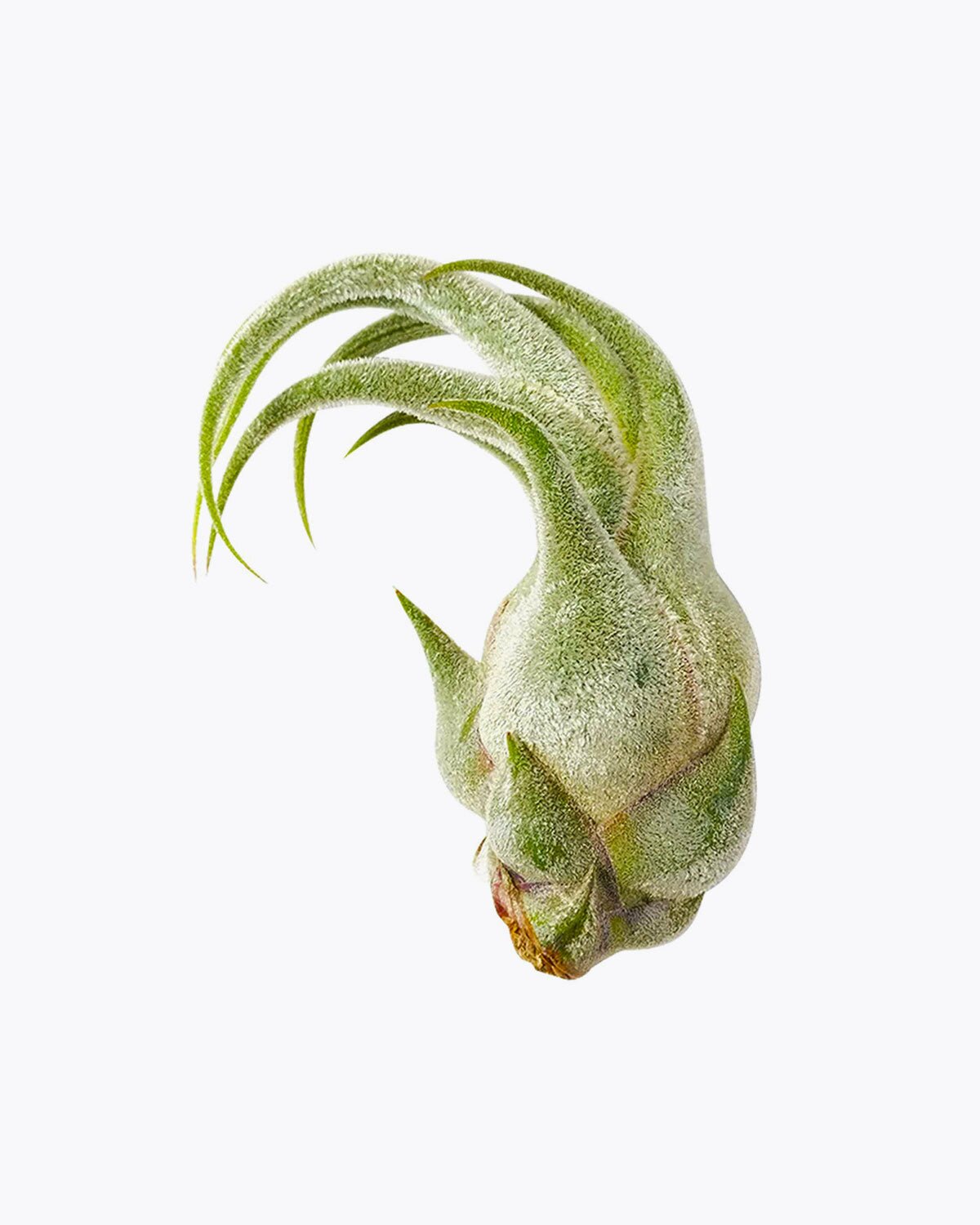 Tillandsia Seleriana air plant for sale, bulbous air plant with thick and fuzzy surface and wavy leaves, Seleriana air plant care guide, air plant subscription box delivered monthly, live air plant gift ideas, air plant home decoration