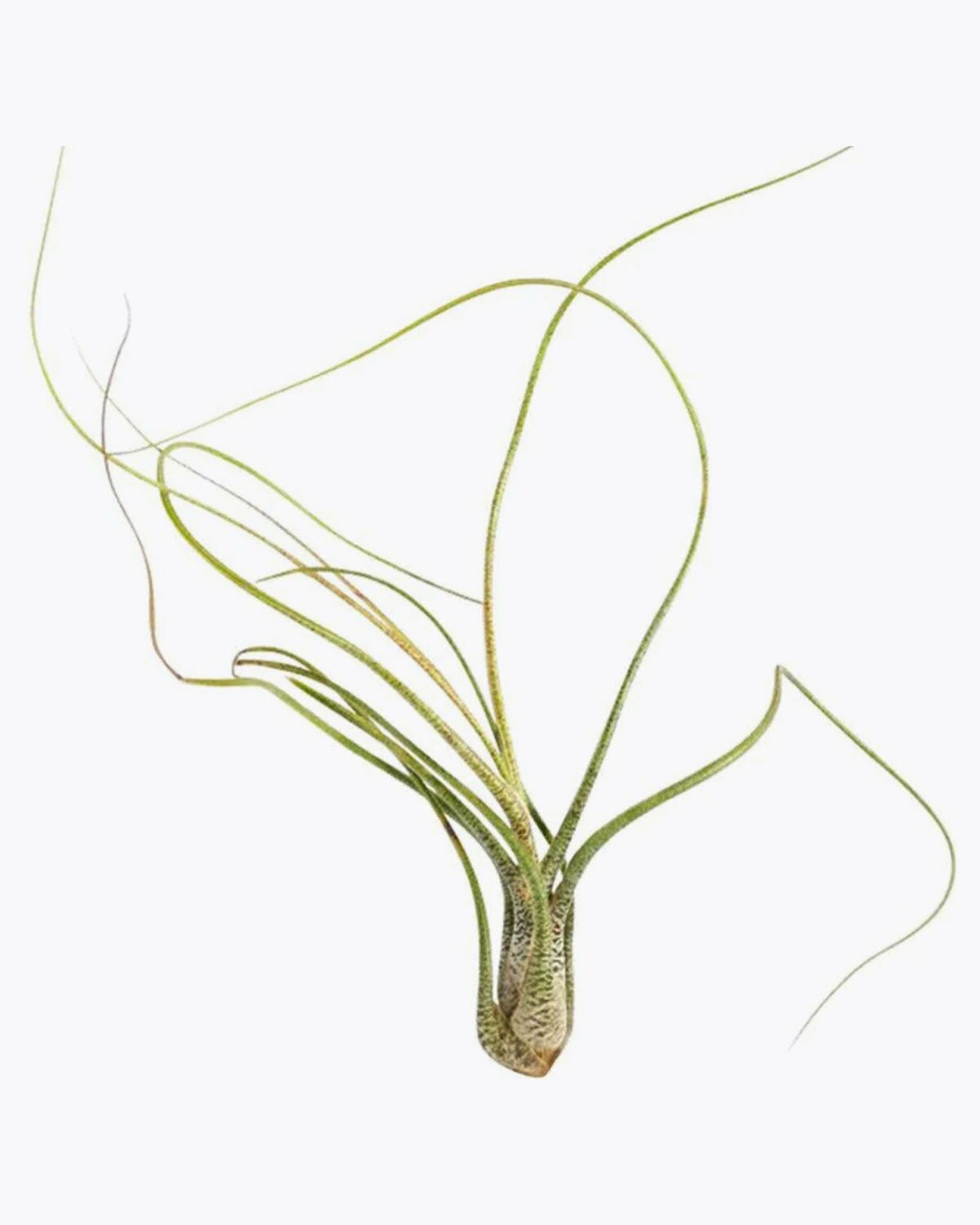 Tillandsia Butzii Air Plant for sale, How to grow Tillandsia Butzii Air Plant, How to care for Tillandsia Butzii Air Plant, Air plants subscription box monthly, Air plants home decor ideas, Air plants gift ideas