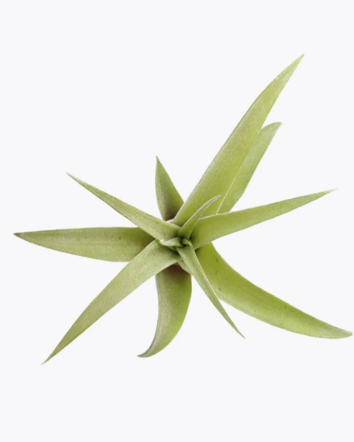 Tillandsia Capitata Peach Air Plant for sale, How to grow Capitata Peach Air Plant indoor, How to care for Capitata Peach Air Plant, Live indoor air plants for sale, Air plants gift ideas, Air plants home office decoration, Air plants subscription box delivered monthly