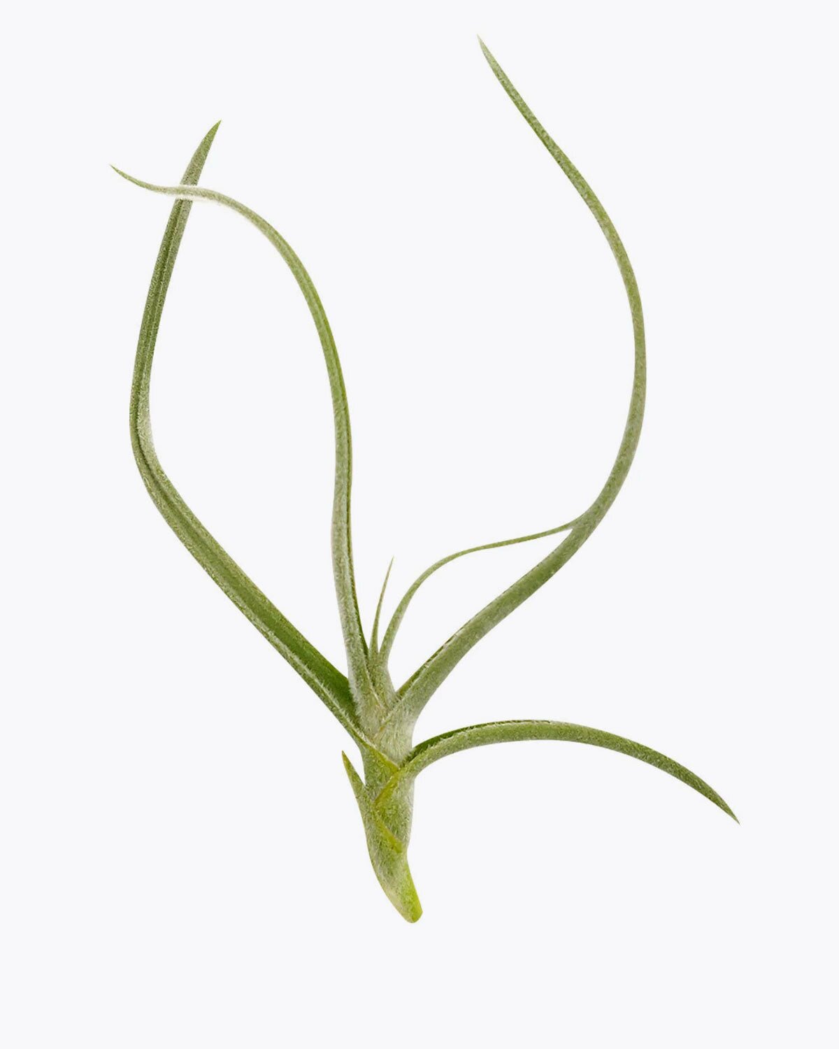 Tillandsia Crocata Air Plant for sale, unique air plant gift decor ideas, How to care for Tillandsia Crocata Air Plant, Tillandsia Crocata Air Plant with care guide, Orange fragrant flower